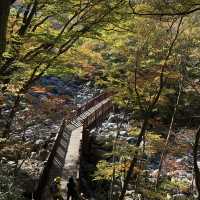 Autumn Awaits: Discover Eorimok Valley in Full Color 🍁🇰🇷