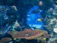 รีวิว S.E.A. Aquarium🇸🇬 