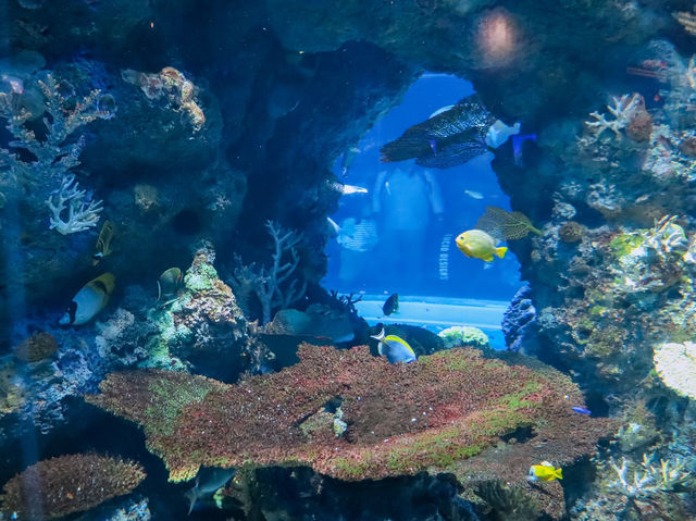 รีวิว S.E.A. Aquarium🇸🇬 