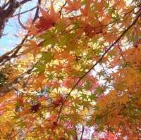 【最上山公園 もみじ山:兵庫県宍粟市】美しすぎるもみじ山🍁