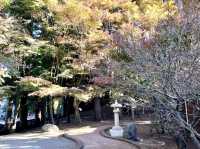 福壽山農場-台中絕美欣賞紅葉景點