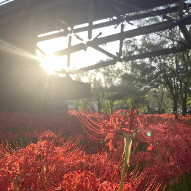 It's like heaven Saitama's utopia, the village of spider lilies,  Kinchakuda | Trip.com Hidaka