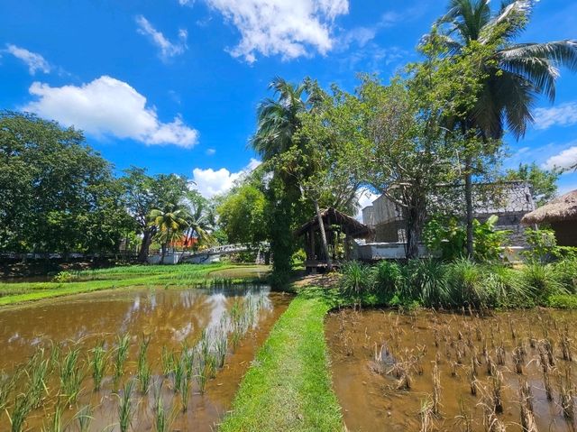 A nice visit to the paddy museum at Langkawi, Laman Padi