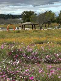 공휴일날 자연과 꽃과 🌸휴식하며 가을나들이하기 🏝️좋은 여주 여행지 추천