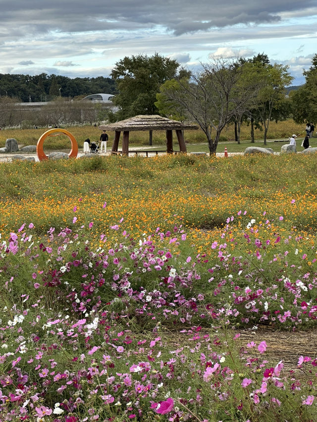 공휴일날 자연과 꽃과 🌸휴식하며 가을나들이하기 🏝️좋은 여주 여행지 추천