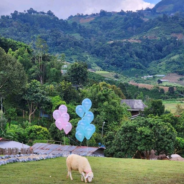 บ้านแกะแม่ขิ-Maekee Sheep House  🐑