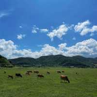 🌾伊香保綠色牧場🌾山上草原中與牛共舞🐄🌾