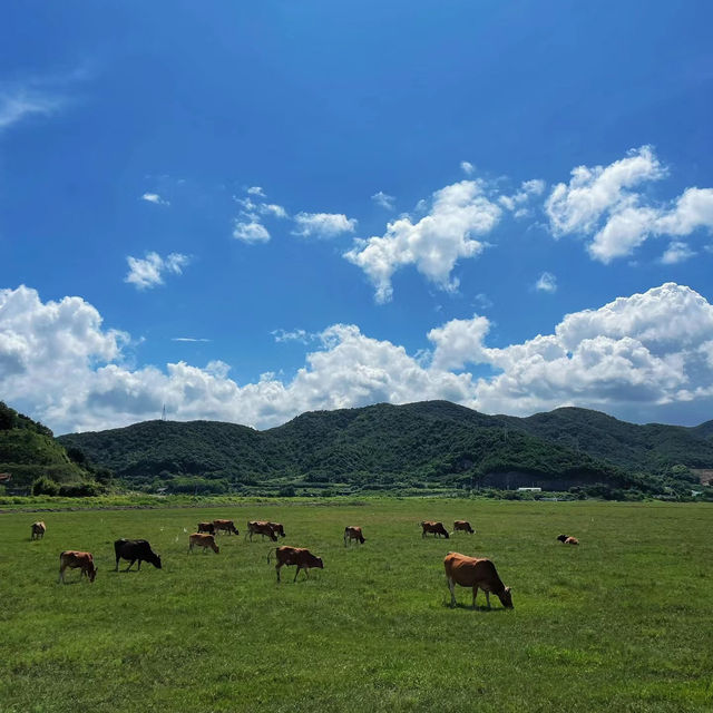 🌾伊香保綠色牧場🌾山上草原中與牛共舞🐄🌾