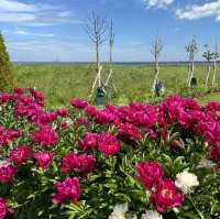 🇷🇺從俄羅斯遠眺波羅的海：夏日後花園芬蘭灣