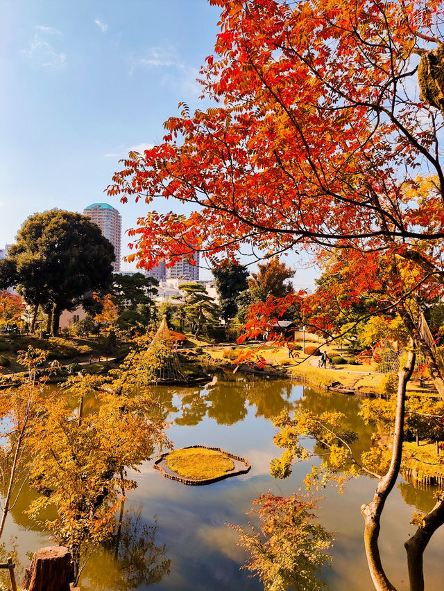 Serene Autumn Splendor at Higo-Hosokawa Garden 🍁