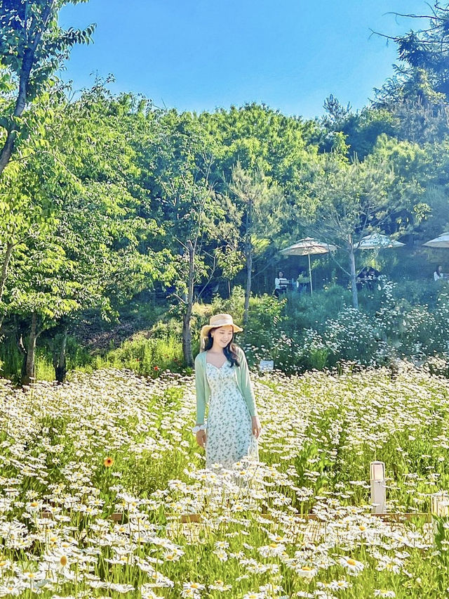 오두막과 데이지로 예쁜 천안의 카페💖