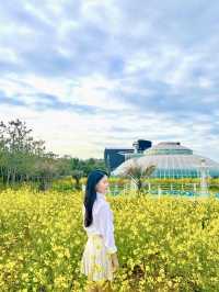 서해바다가 코앞인 유채꽃밭🌼