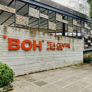 從茶葉到茶飲：前往波茶中心的景觀之旅