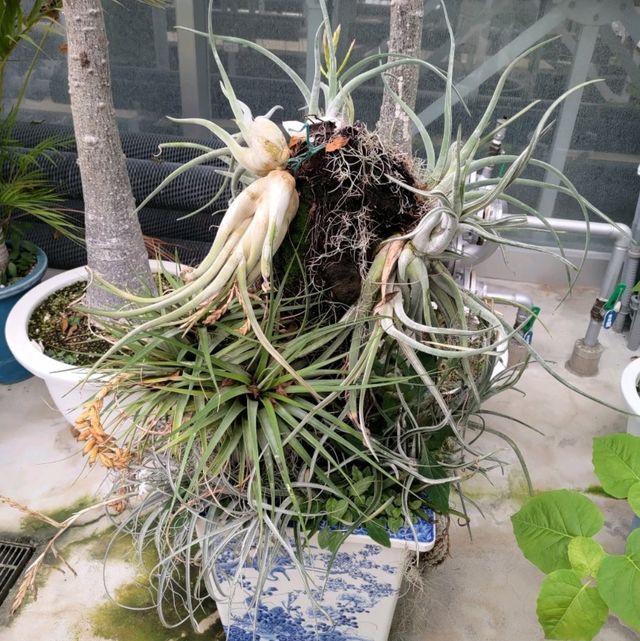 小石川植物園