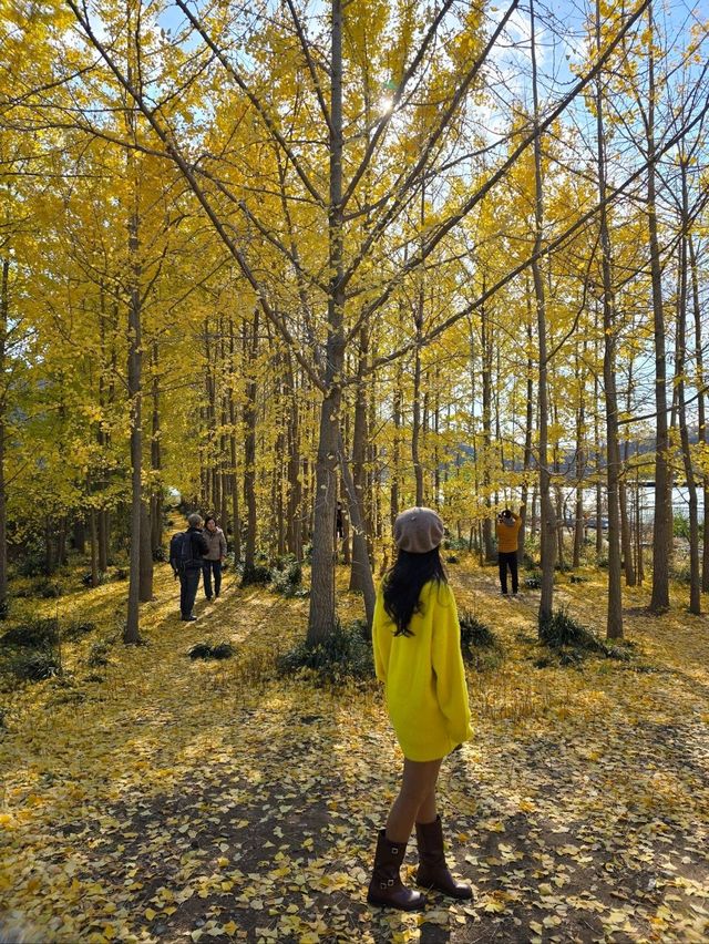 밀양의 숨은명소 암새들 은행나무숲💛