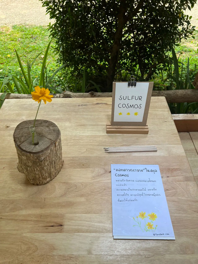 🔵 Hani creativespace ꕀ .* คาเฟ่สุดน่ารักในน่าน