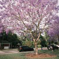 Jacaranda season in Brisbane 💜