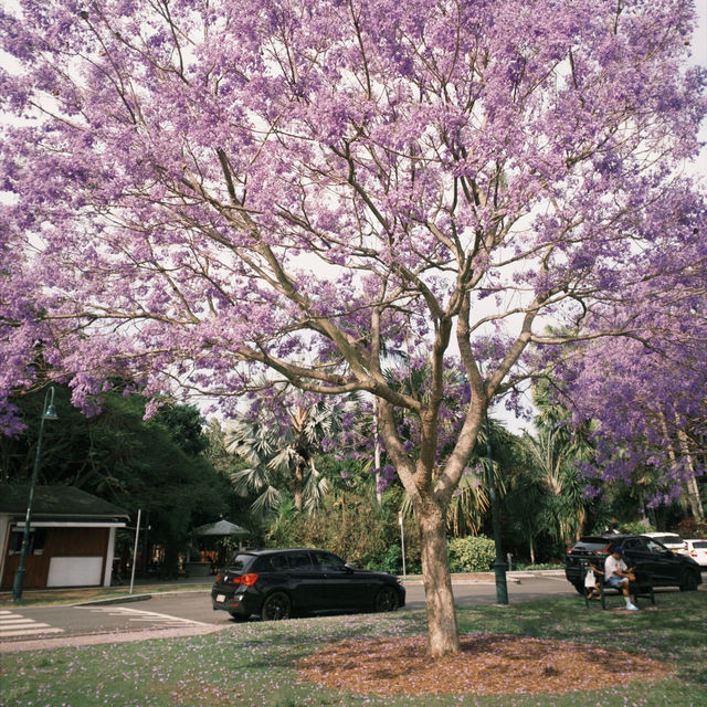Jacaranda season in Brisbane 💜