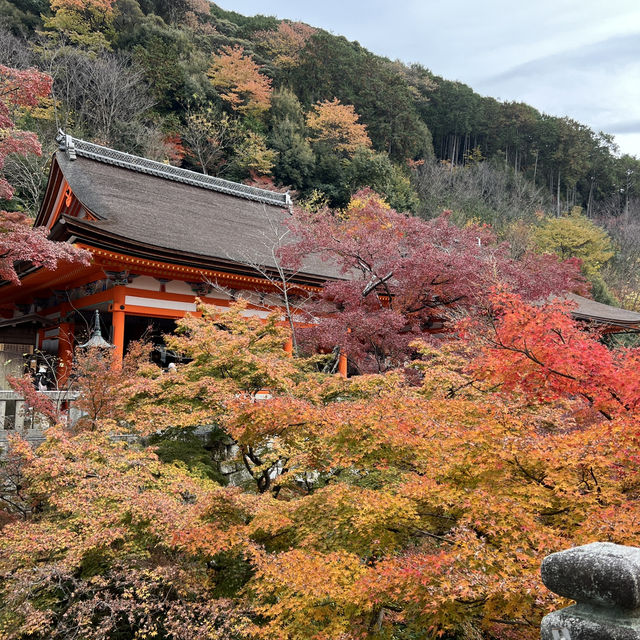 오사카 근교여행지🍁 가을 일본은 단연 교토여행을 빼놓을 수 없어요✨