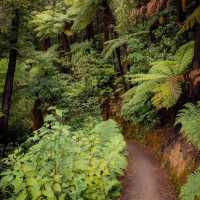 Tranquil Trails and Sweet Treats: Discovering the Havelock Link Track 
