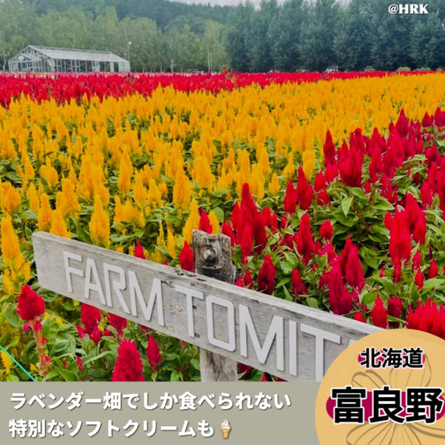 富良野のラベンダー畑は夏も見どころ満載！