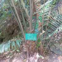 หุบป่าตาด