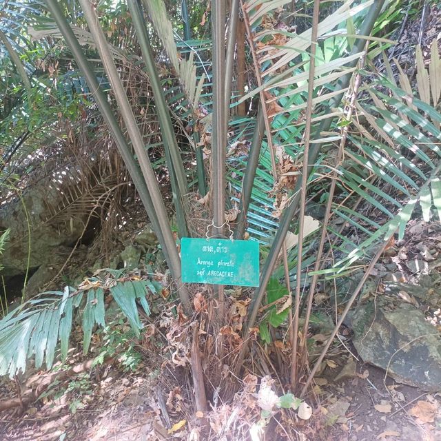 หุบป่าตาด