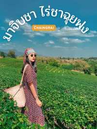 จิบชาชมวิวปังไม่ไหวที่ไร่ชาฉุยฟง เชียงราย🍵🌱🌱