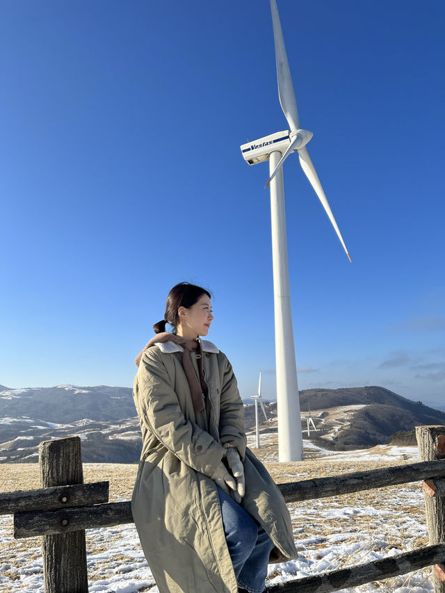 600만평 대관령 삼양목장 🐑