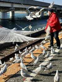 【浜松 冬の旅】 ユリカモメ舞う駅   おびただしい数にびっくり！ピークは1月下旬～2月