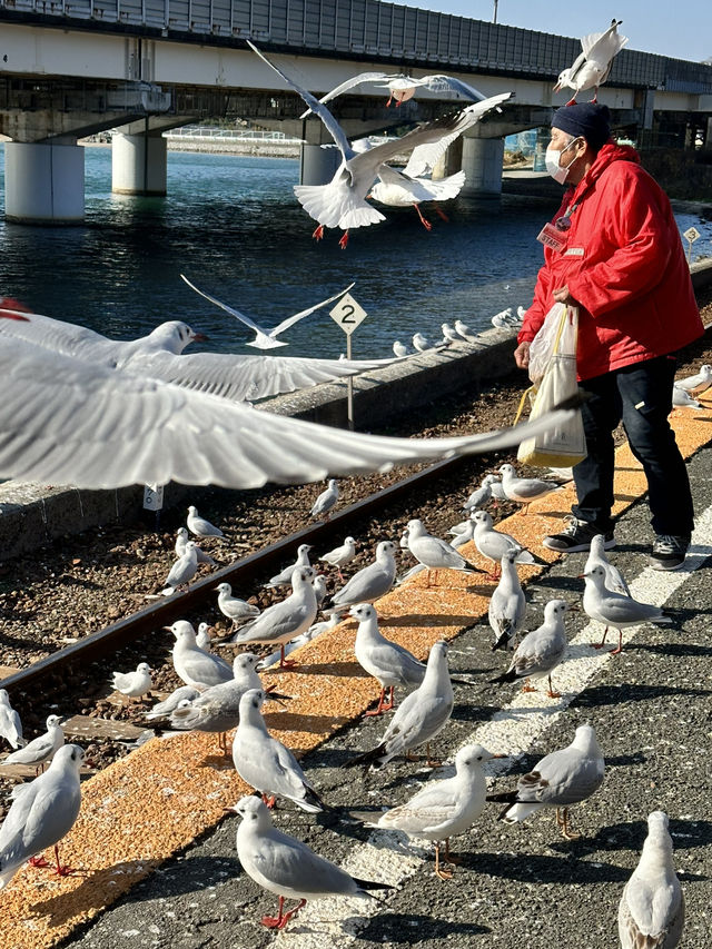 【浜松 冬の旅】 ユリカモメ舞う駅   おびただしい数にびっくり！ピークは1月下旬～2月