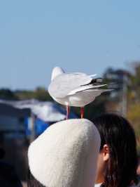 【浜松 冬の旅】 ユリカモメ舞う駅   おびただしい数にびっくり！ピークは1月下旬～2月