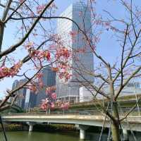 深圳大沙河生態走廊