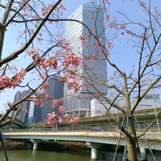 深圳大沙河生態走廊