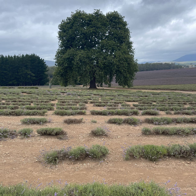 Bridestowe Lavender Farm