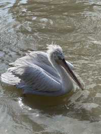 A Wild Adventure at Shanghai Wild Animal Park