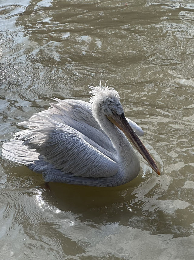 A Wild Adventure at Shanghai Wild Animal Park