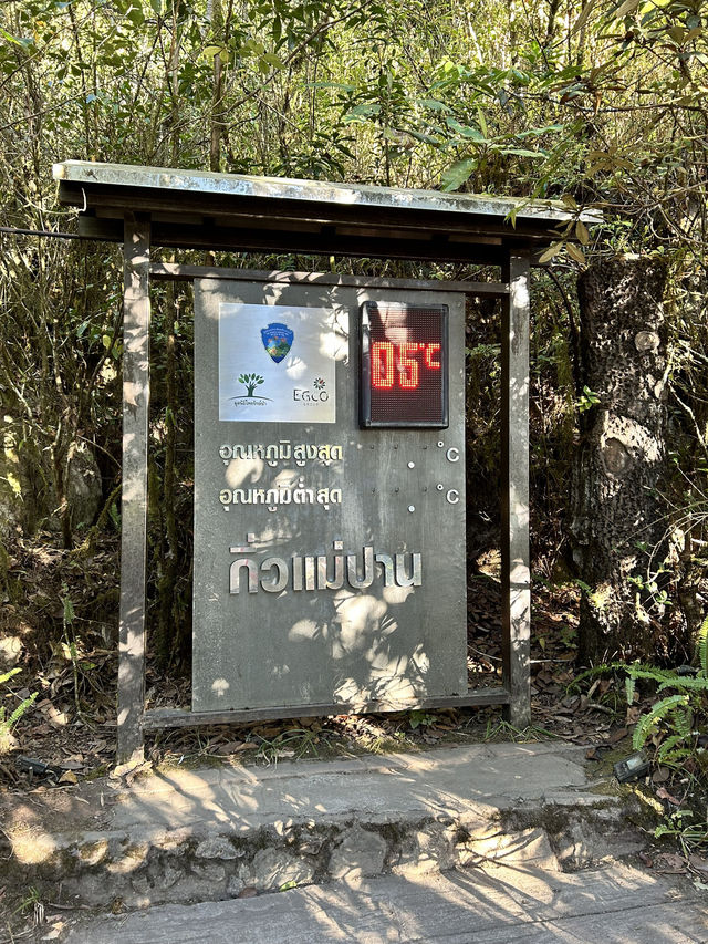 เส้นทางศึกษาธรรมชาติ กิ่วแม่ปาน🏔️🥶