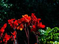 Geelong Botanical Gardens: An Oasis of Beauty
