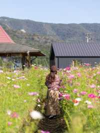 【岡山県/北房】高速からすぐのコスモス畑ならここ！