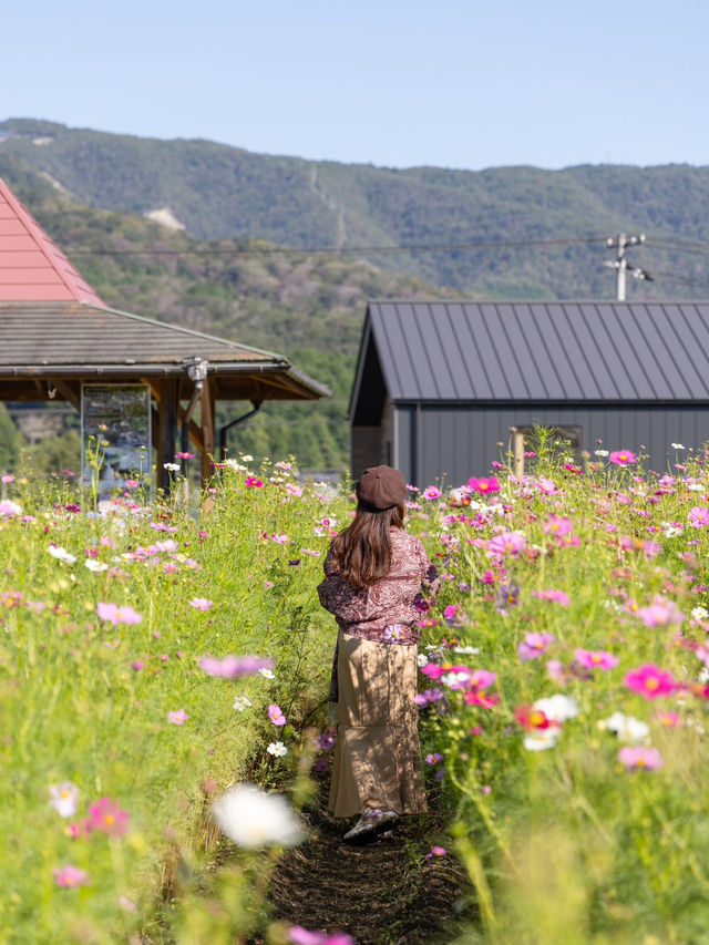 【岡山県/北房】高速からすぐのコスモス畑ならここ！