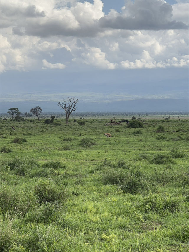 Animal Hunting during Safari Trip