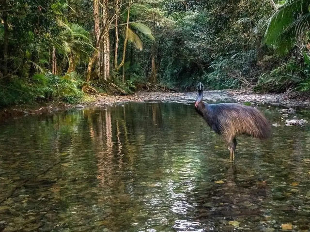 Daintree Rainforest