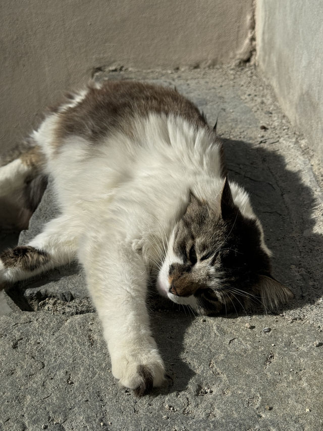 我在五漁村遇上的貓咪🐱～