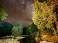 Tarkine Rainforest 
