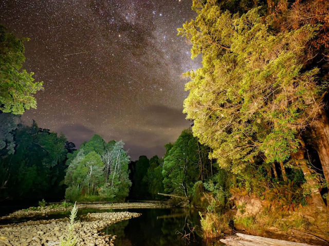 Tarkine Rainforest 