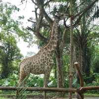 A Safari in the City: Majestic Creatures and Lush Landscapes at Singapore Zoo