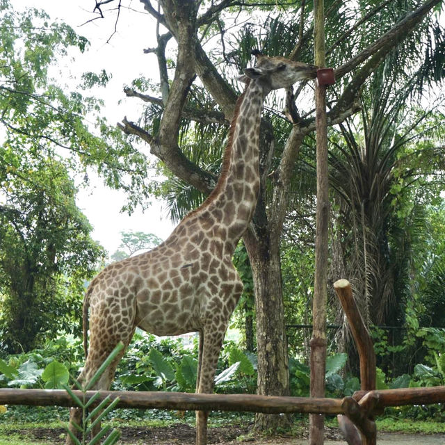 A Safari in the City: Majestic Creatures and Lush Landscapes at Singapore Zoo