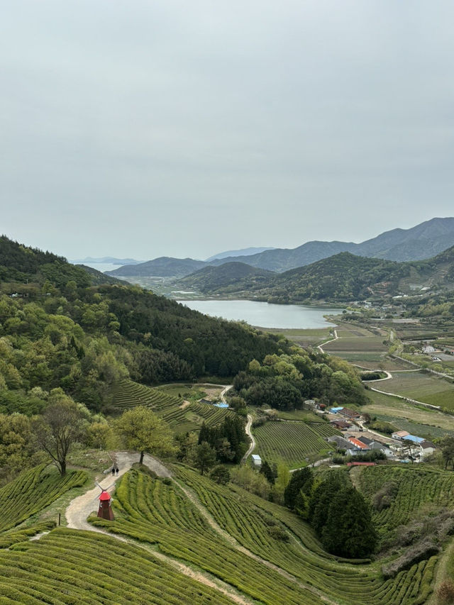 보성 녹차밭