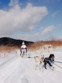 北海道で犬ぞり体験
